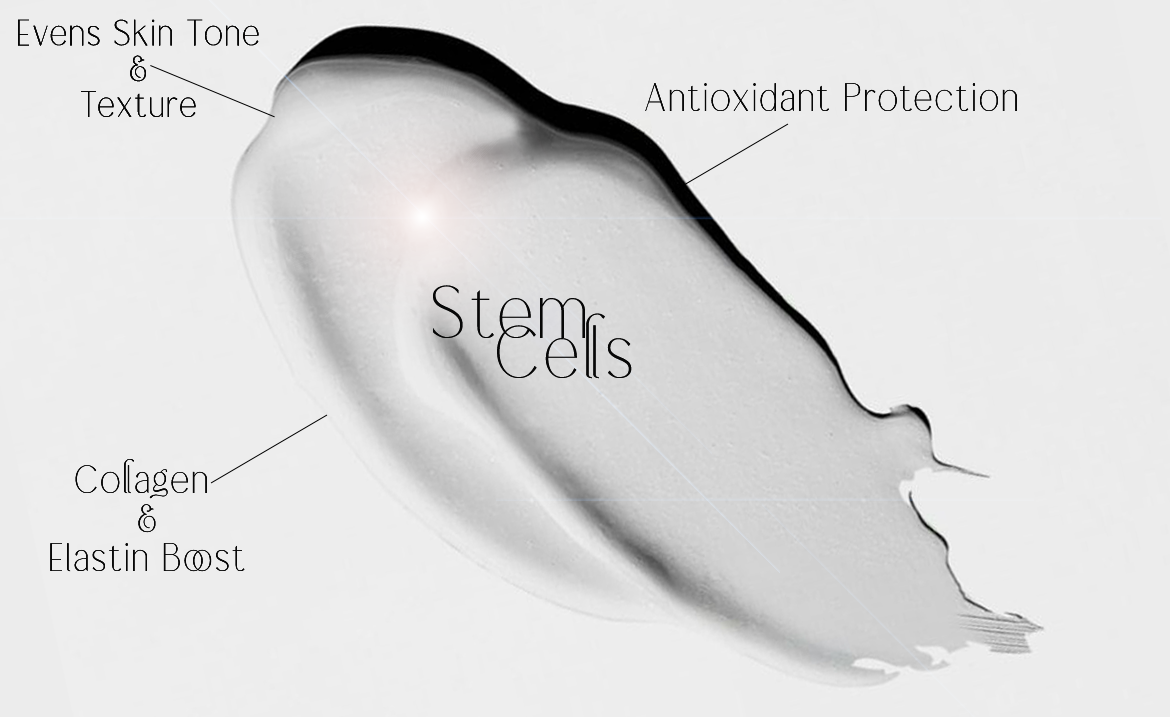 Understanding the Potential of Stem Cells